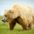 Alaskan Grizzly Bear Photo Workshop