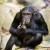 Chimpanzee Photography-- Tanzania